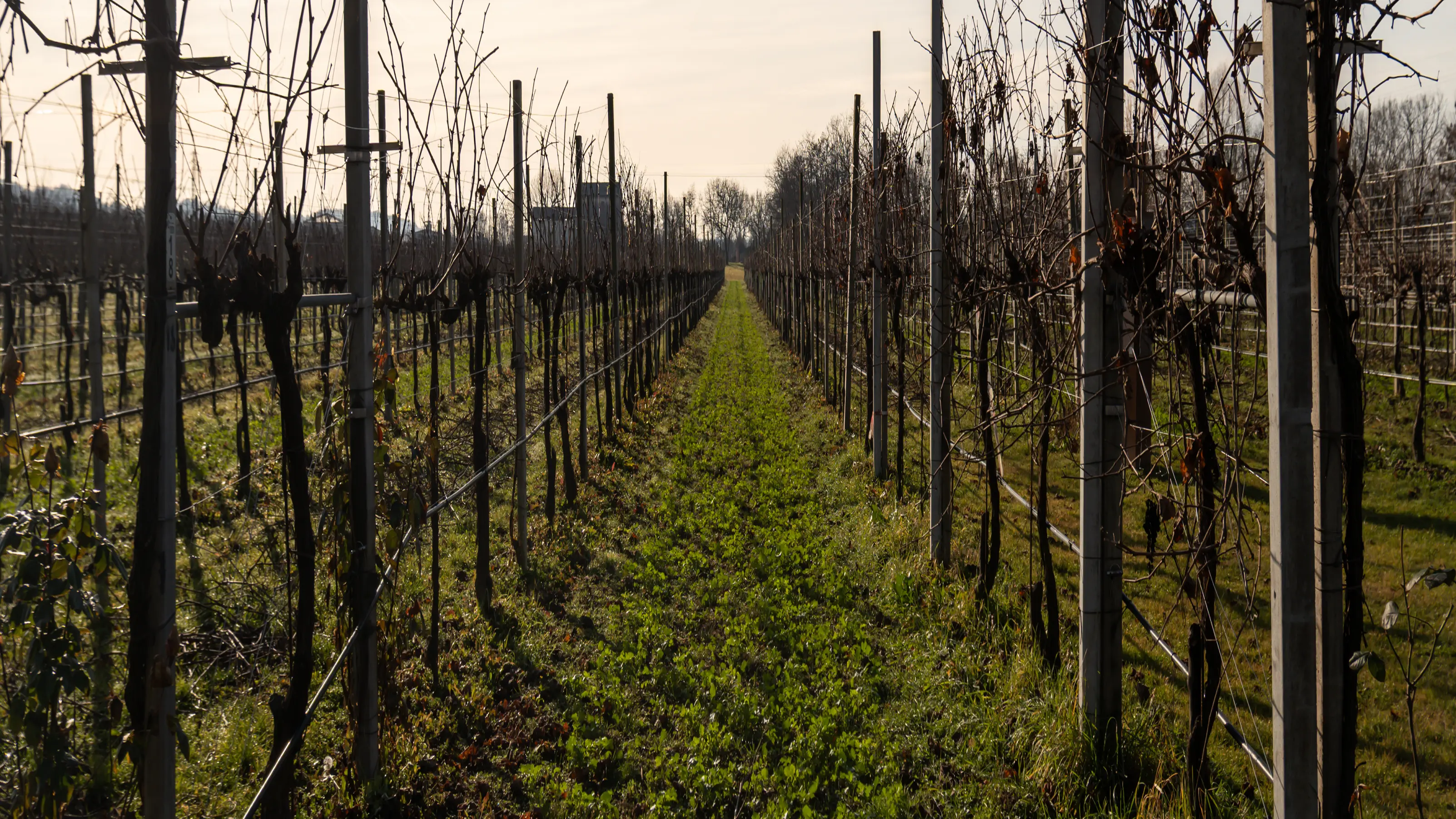 prosecco vineyards
