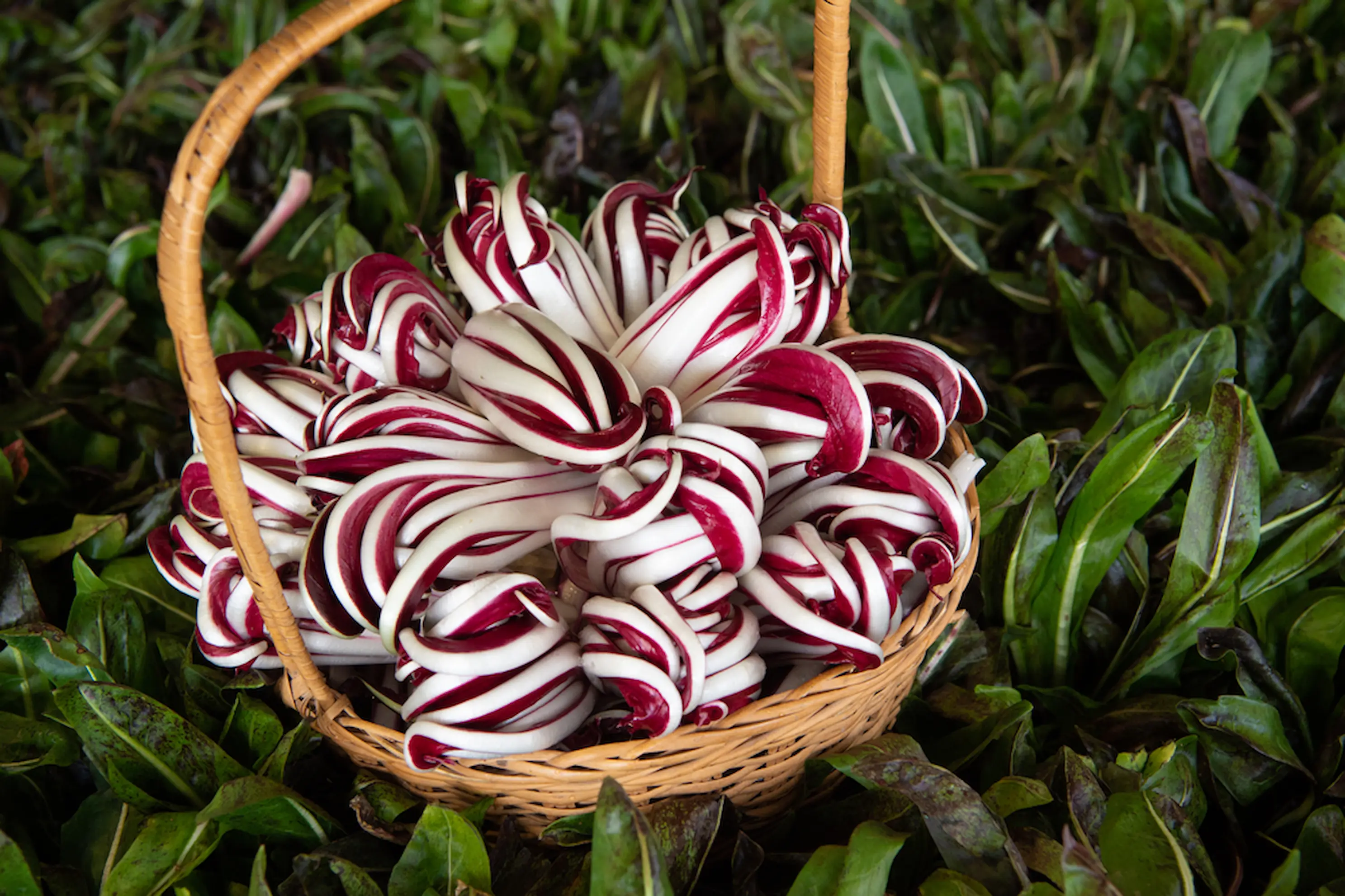 radicchio