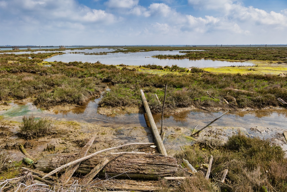 venice mudlands